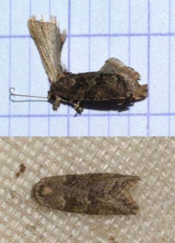 Cnephasia cupressivorana